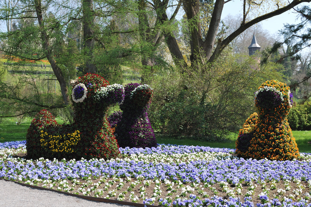 Schloss Mainau (Deutschordenschloss) im Landkreis Konstanz